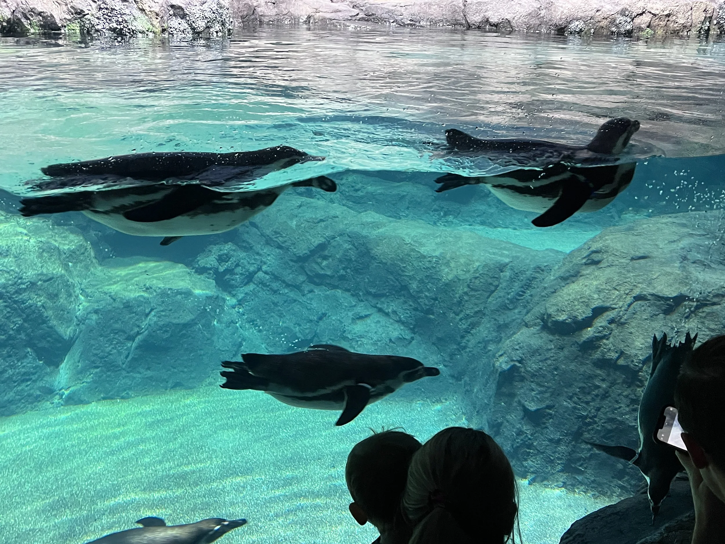 GALáPAGOS ISLANDS</p> — SH|R Studios